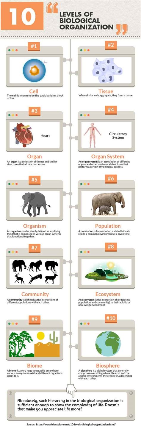 lv biology|10 levels of organization biology.